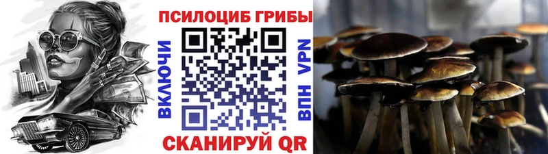 Псилоцибиновые грибы Psilocybe  Купить закладки  Белокуриха 